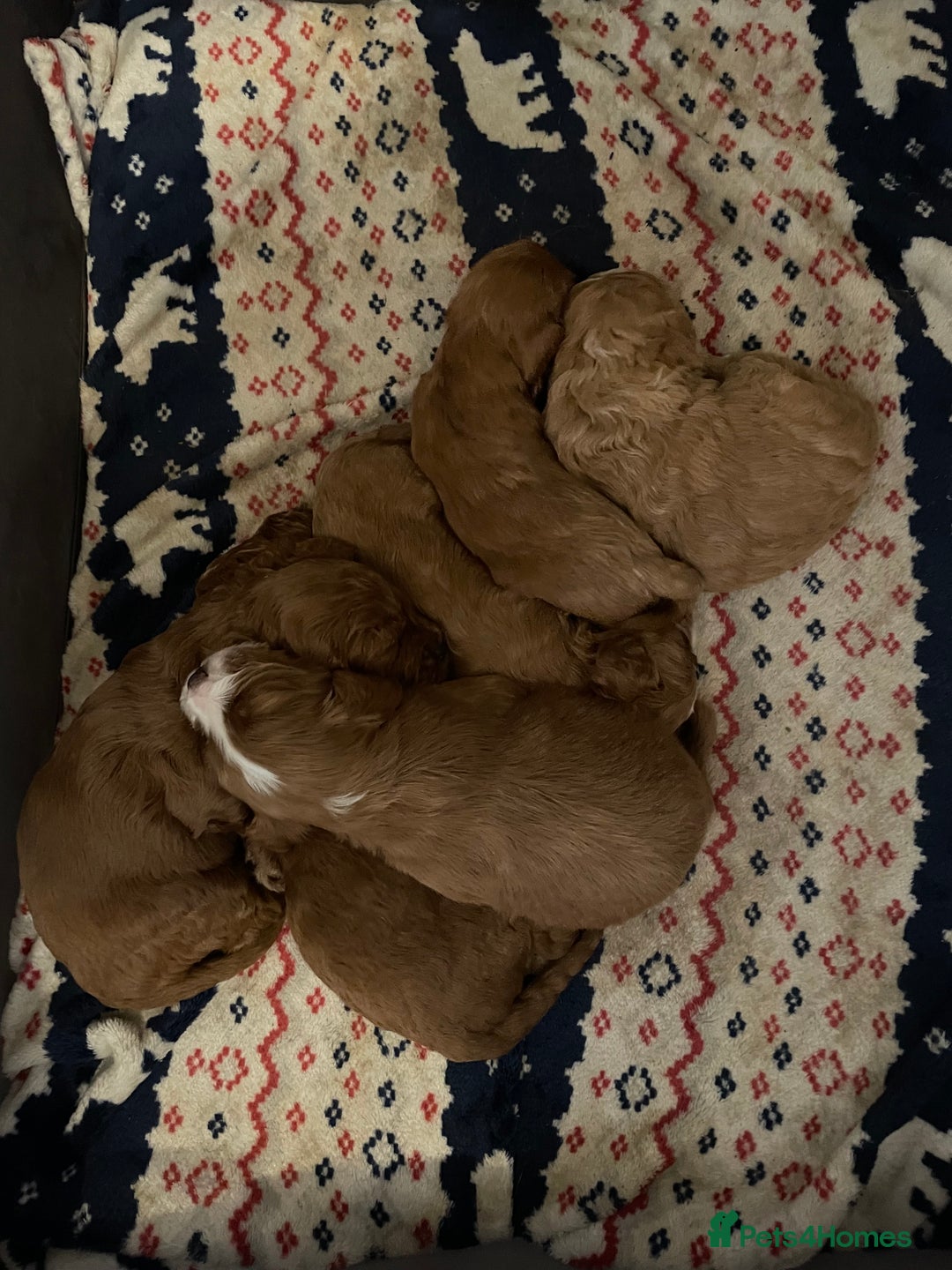 Cavapoo dogs for sale: F1b cavapoos  - Image 3