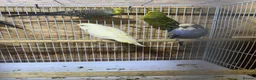 Budgerigars birds for sale: Pair budgies - Advert 4