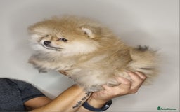 Pomeranian dogs for sale: CHAMPION BLOODLINE 3 female 1 male - Image 26