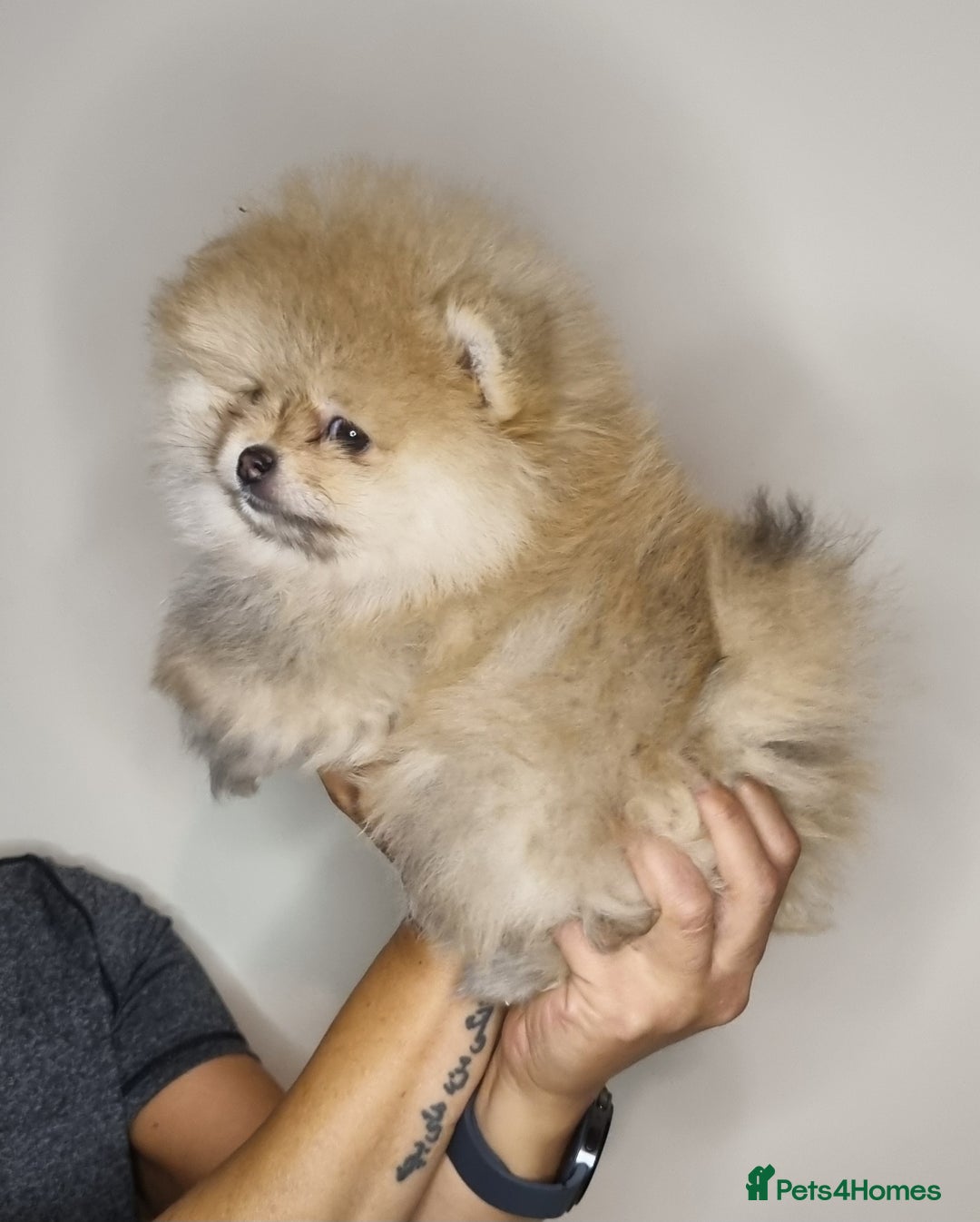 Pomeranian dogs for sale: CHAMPION BLOODLINE 3 female 1 male - Image 26