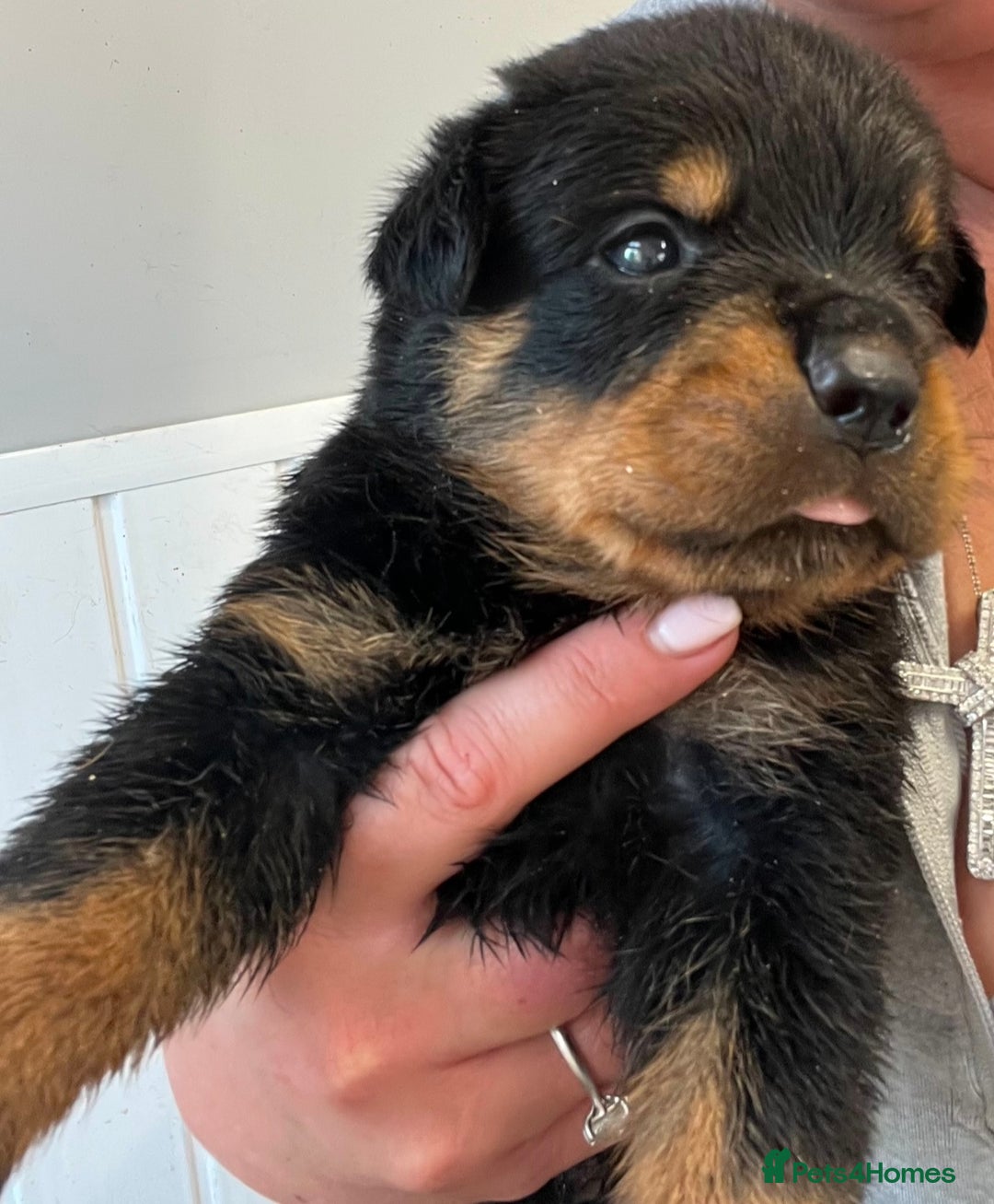 Rottweiler dogs for sale: 🦍🖤🤎KC REG 5 star breeders🤎🖤🦍 - Image 4