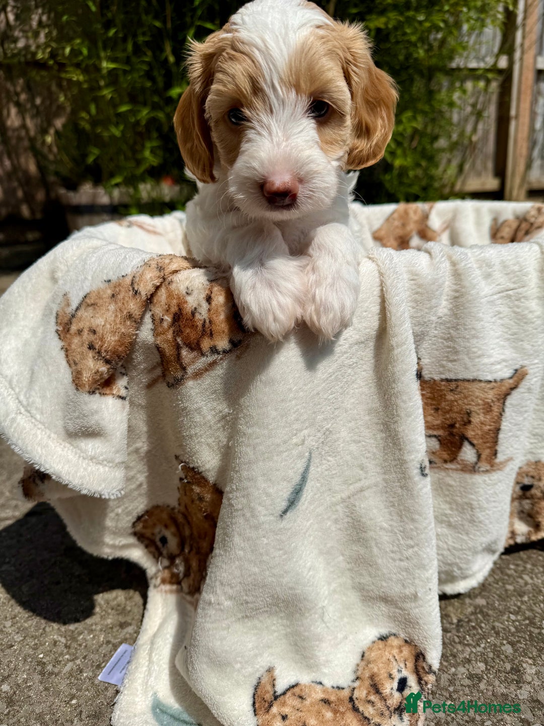 Cockapoo dogs for sale: Beautiful colour Cockapoo Puppies- Ready to go!  - Image 27