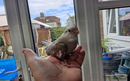 Cockatiels birds for sale: Semi tame baby cockatiels  - Image 1
