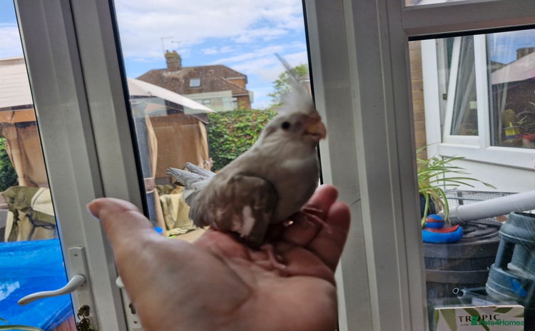 Cockatiels birds - Advert 3