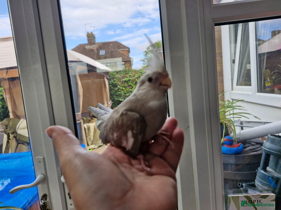 Cockatiels birds for sale: Semi tame baby cockatiels  - Image 1