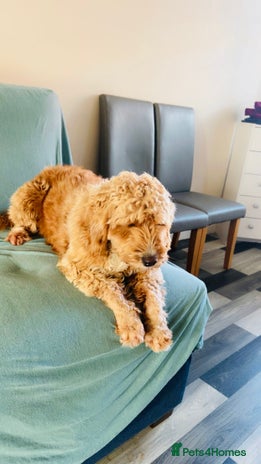 Cockapoo dogs Cocapoo dachund - Advert 5