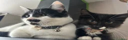 Mixed Breed cats for sale: Tabby kittens - Advert 5
