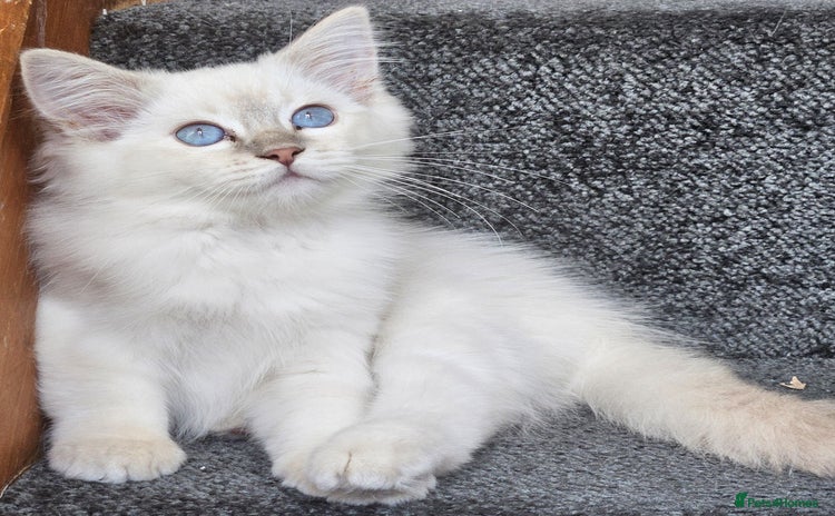 Ragdoll cats - Advert 16