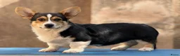 Welsh Corgi Pembroke dogs for sale: Quality Corgi pembroke  available for loving homes - Advert 4