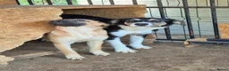 Mixed Breed dogs for adoption: Pixie - North Walsham Norfolk in North Walsham - Advert 7
