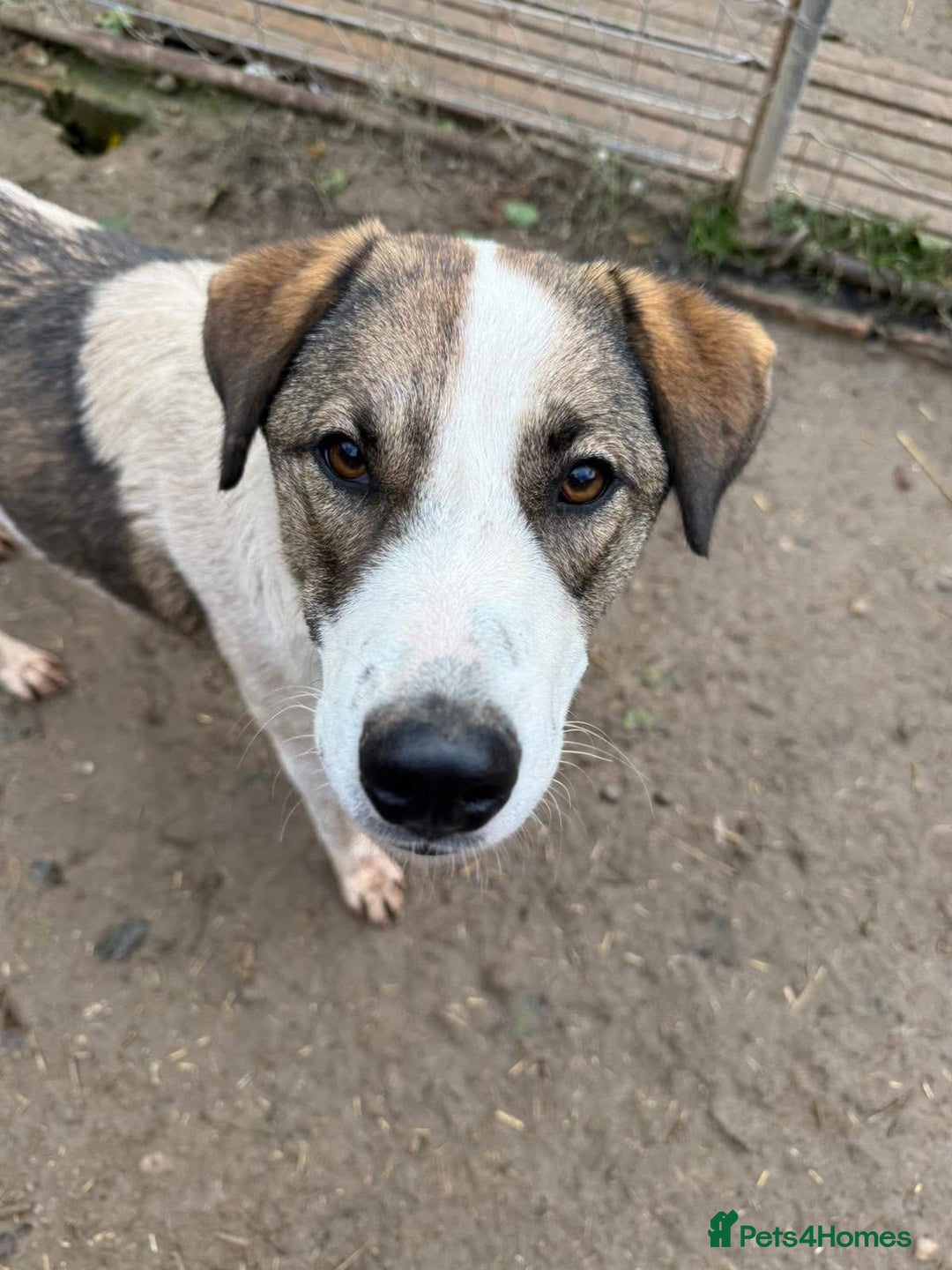 Mixed Breed dogs for adoption: Could you be the family Mercy is dreaming of? - Advert 6