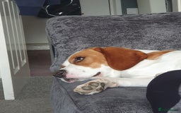 Beagle dogs for sale: Beagle named Rolo - Image 2