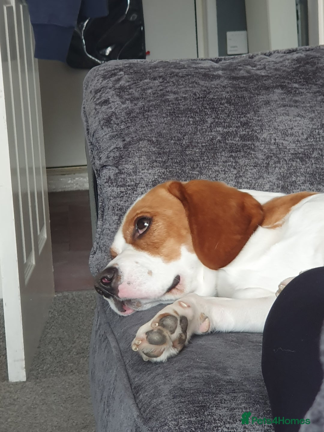 Beagle dogs for sale: Beagle named Rolo - Image 2