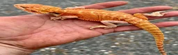 Bearded Dragon reptiles for sale: Red hypo trans Genetic Stripe Bearded Dragons - Advert 1