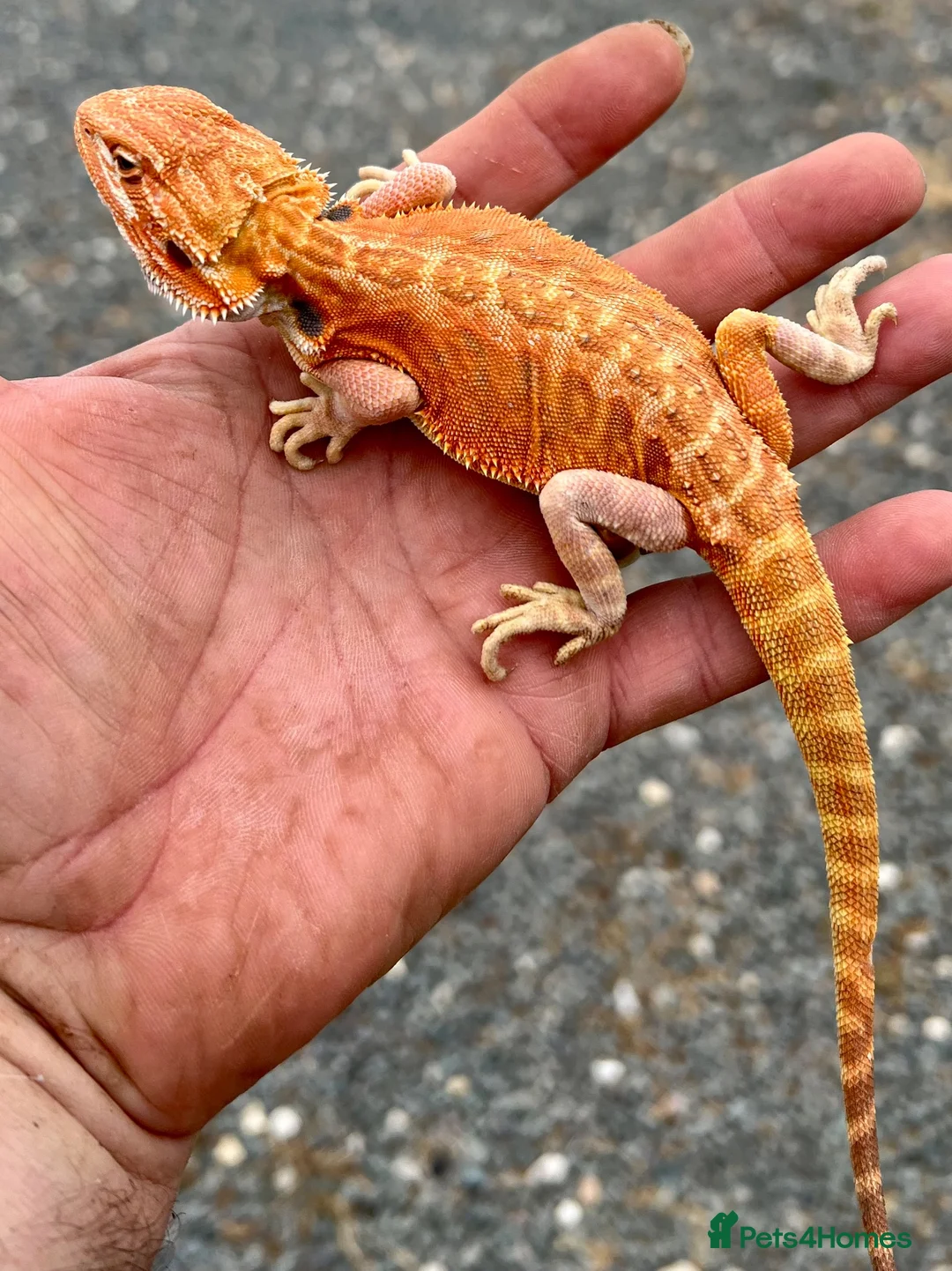 Bearded Dragon reptiles for sale: Red hypo trans Genetic Stripe Bearded Dragons - Advert 1