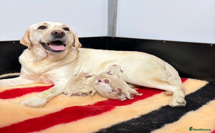 Labrador Retriever dogs - Advert 2