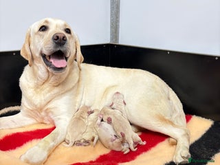 Labrador Retriever dogs - Advert 4