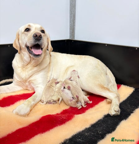 Labrador Retriever dogs - Advert 1