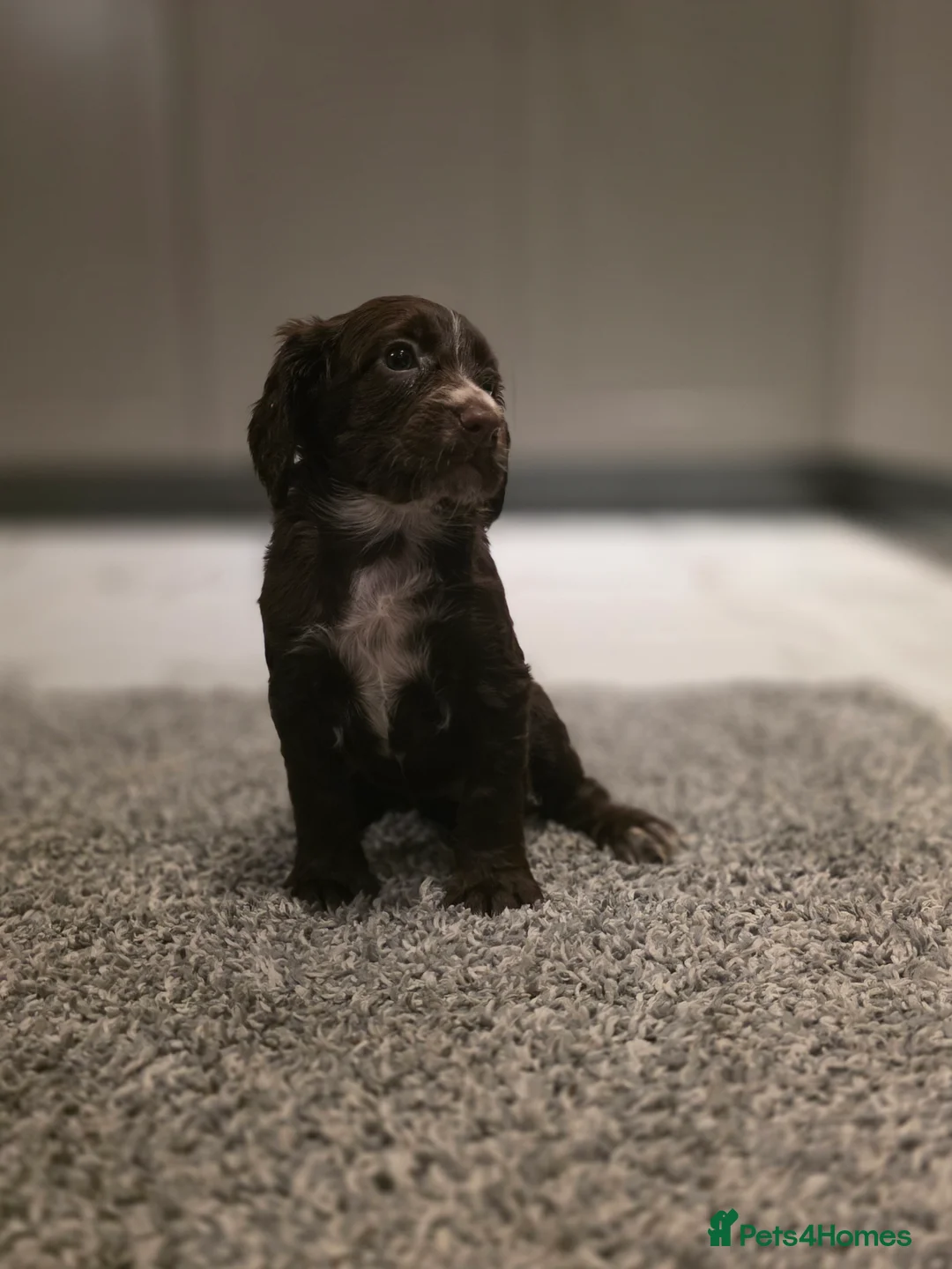 Cocker Spaniel dogs for sale: Beautiful Working cocker spaniel puppies - Advert 30