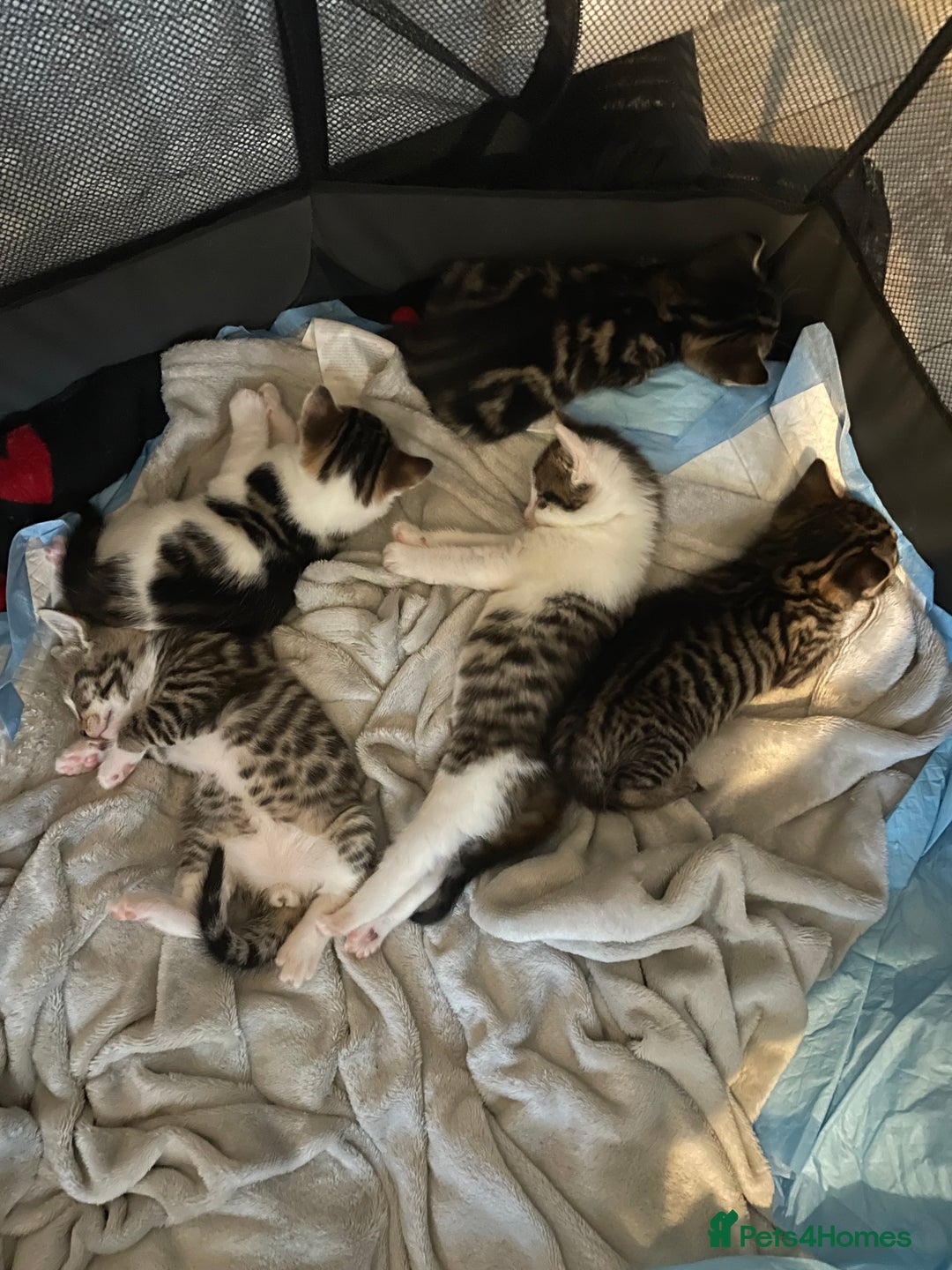 Mixed Breed cats for sale: 5 Fluffy furs to find new lovely houses  - Advert 12