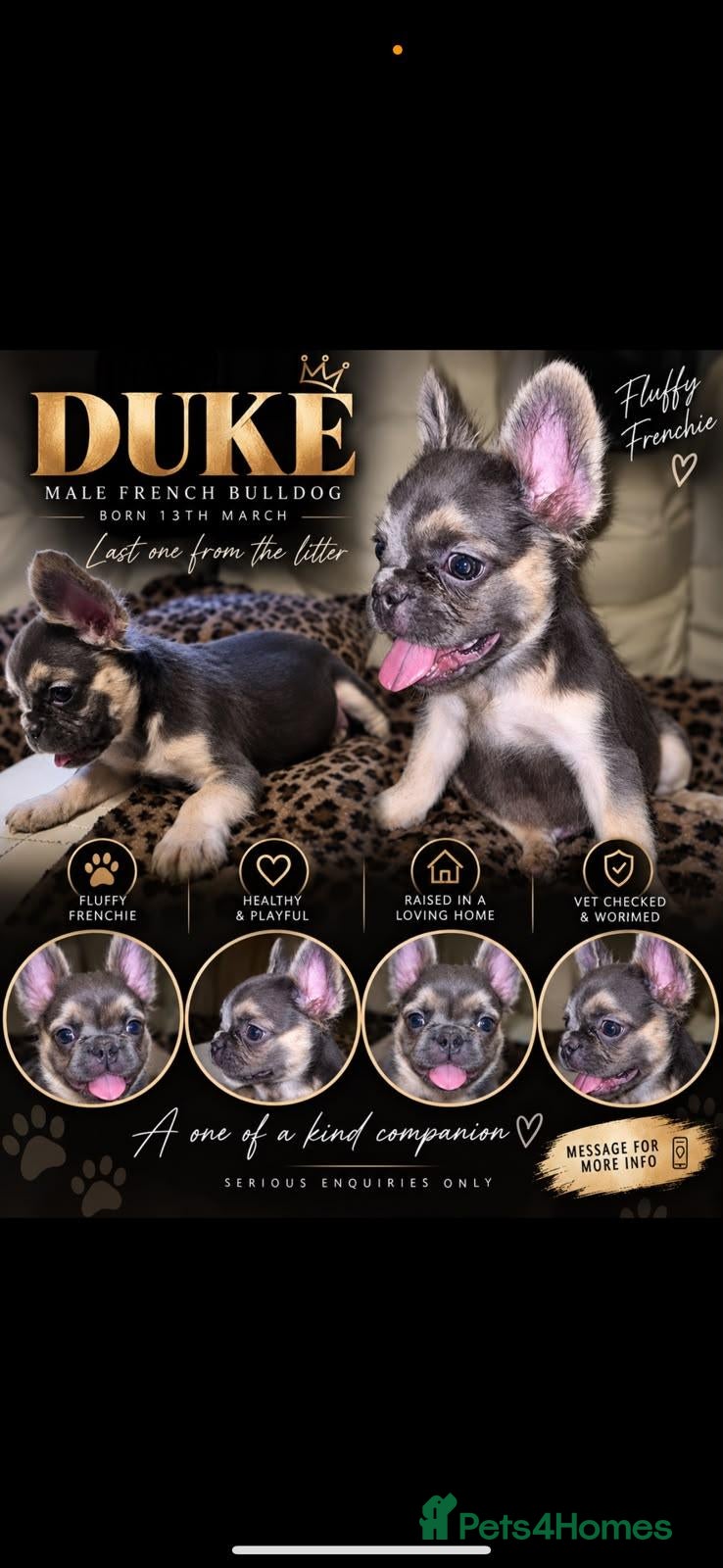 French Bulldog dogs 🐾 LAST ONE!! Fluffy French Bulldog Puppies 🐾 - Advert 10