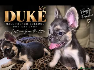 French Bulldog dogs 🐾 LAST ONE!! Fluffy French Bulldog Puppies 🐾 - Advert 10