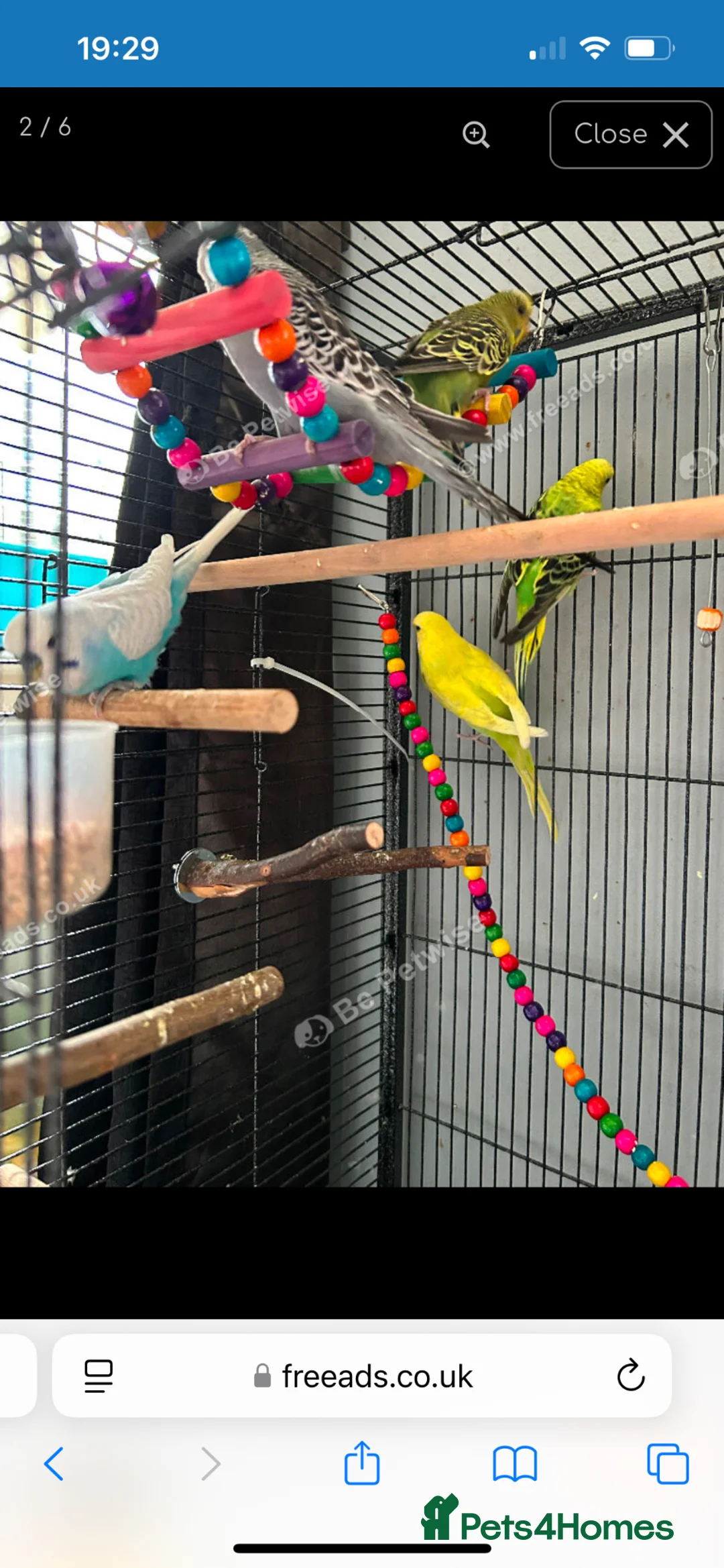 Budgerigars birds for sale: 6 budgies  - Advert 2
