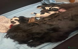 Shih Tzu dogs for sale: Shih tzus puppy for sale - Image 18