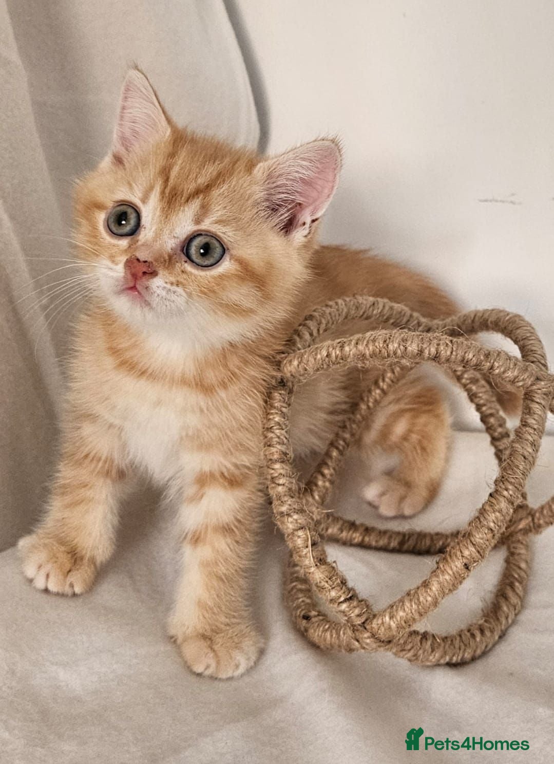 British Shorthair cats Beautiful choice of BSH Kittens - Advert 2