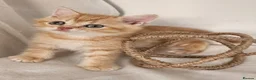 British Shorthair cats for sale: Beautiful choice of BSH Kittens - Advert 2