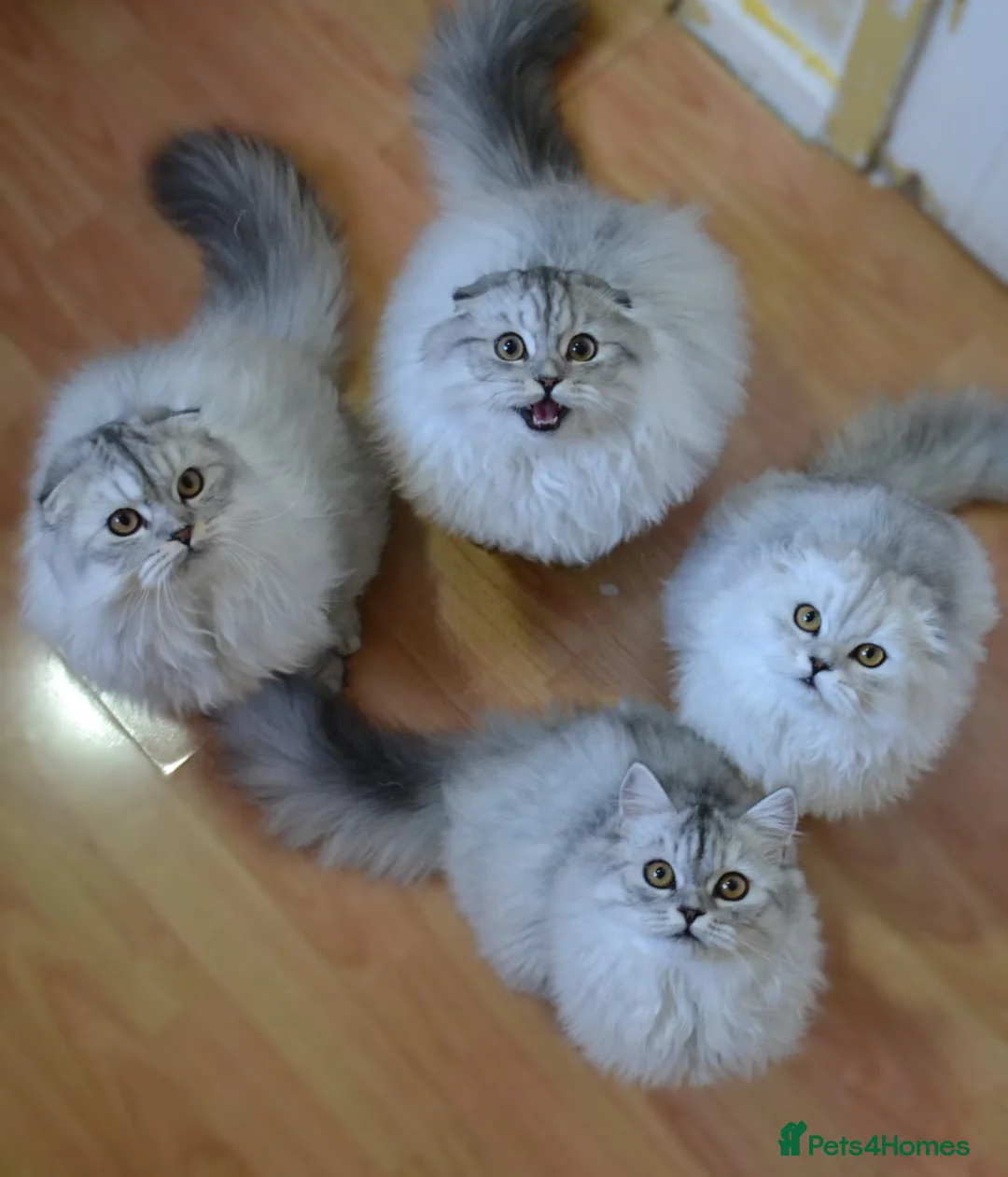 Scottish Fold cats for sale: Scottish fold kittens ❤️ - Advert 2