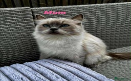 Ragdoll cats for sale: Ragdoll Kittens - Image 4
