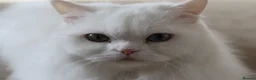 Persian cats for sale: Loving Stunning Persian Boy in Smethwick - Advert 3