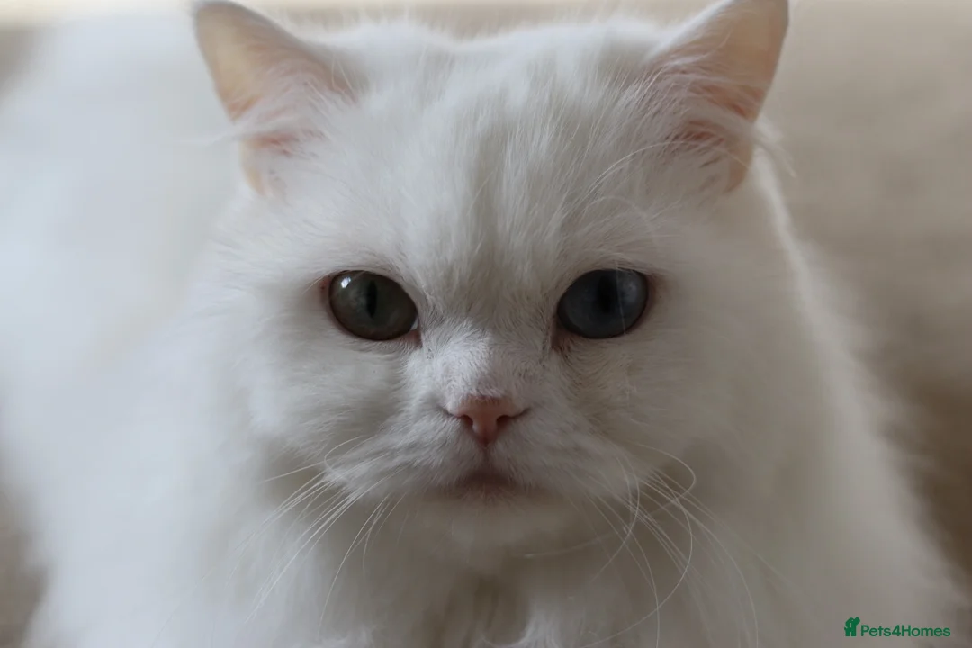 Persian cats for sale: Loving Stunning Persian Boy in Smethwick - Advert 3