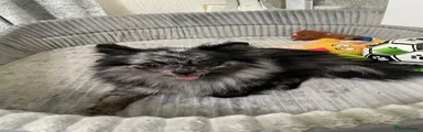 Pomeranian Puppy 1
