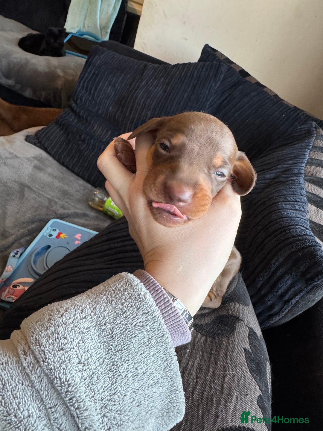 Dachshund dogs for sale: STUNNING dashaunds!!  - Advert 14