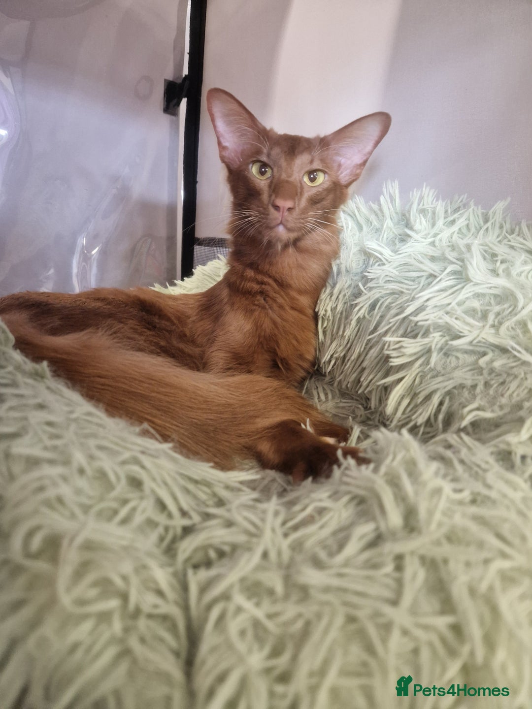 Oriental cats for sale: Stunning Cinnamon Oriental Longhair boy - Advert 2