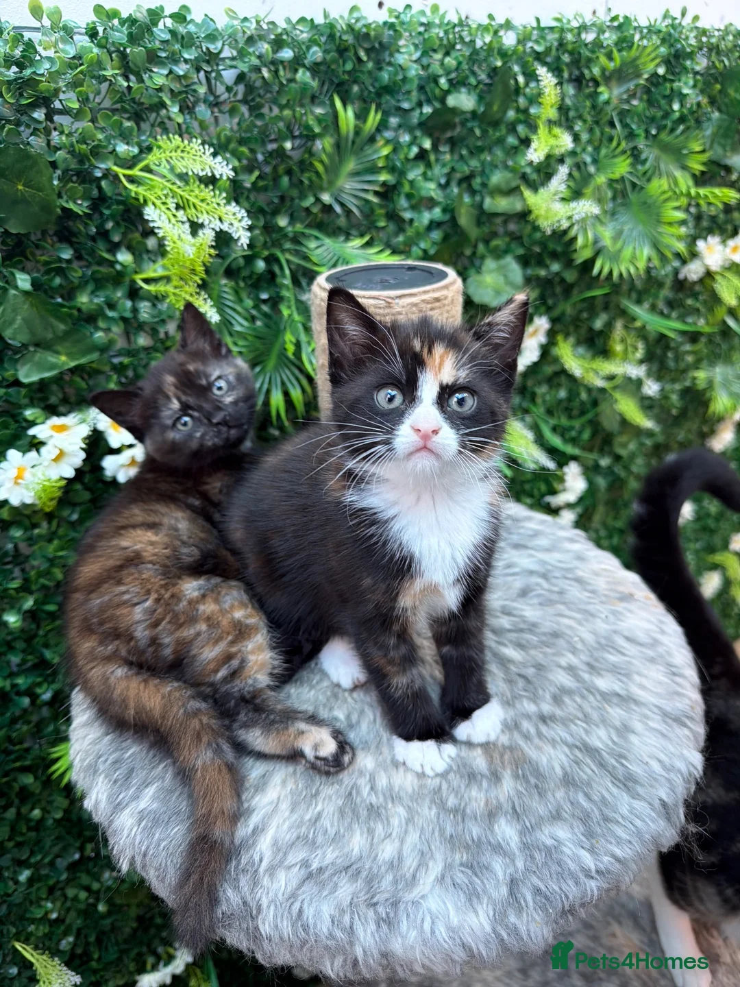 Mixed Breed cats for sale: British shorthair mixed breed. Ready Today - Advert 2