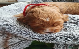 Cocker Spaniel dogs for sale: K.C. Registered cocker spaniel puppies - Image 2