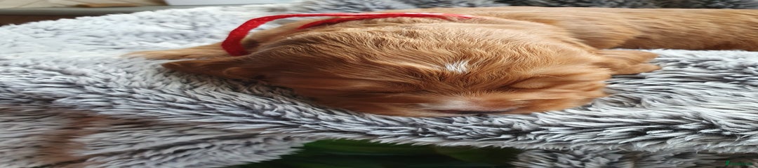 Cocker Spaniel Puppy 5