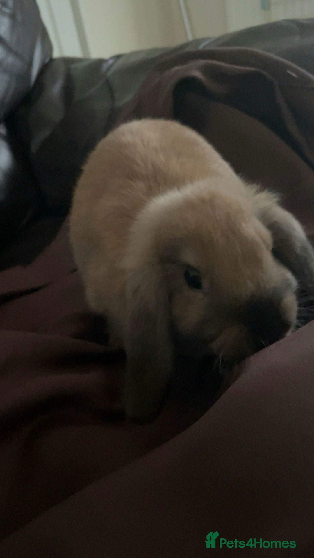Mini Lop rabbits for sale: Meet Nyllah – Our Sweet Mini Lop Girl  - Advert 3