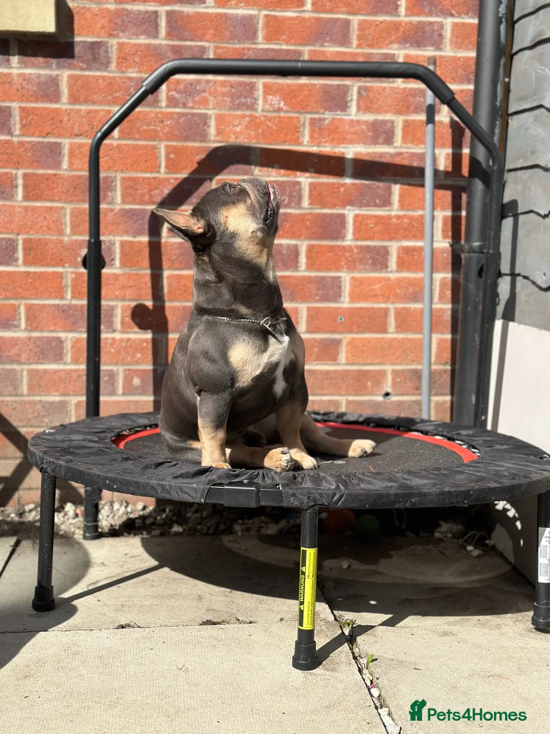 French Bulldog dogs for stud: Hector Starfex in Leigh - Advert 23