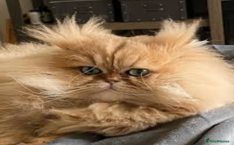 Persian cats in London - Advert 13