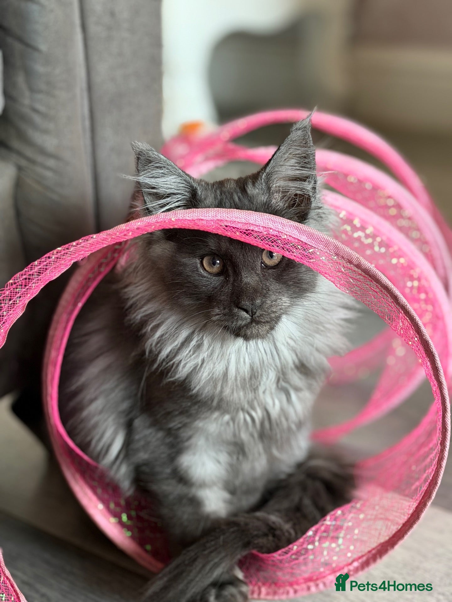 Maine Coon cats Tica registered black smoked male Maine coon - Advert 2
