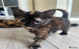 Mixed Breed cats for sale: Beautiful Boy Left 🩵 - Image 4