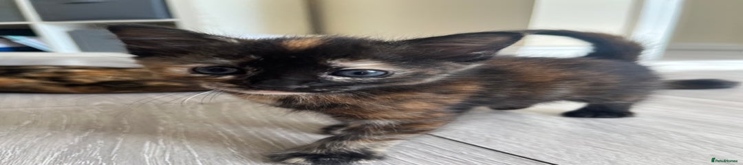 Mixed Breed Kitten 3