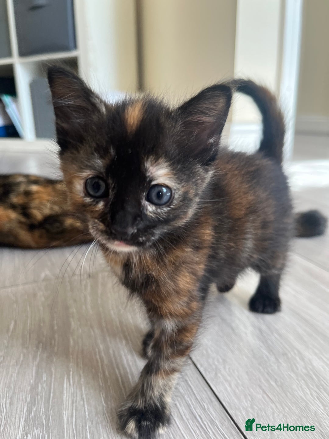 Mixed Breed cats for sale: Beautiful Boy Left 🩵 - Image 4
