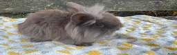 Mini Lion Lop rabbits for sale: Beautiful  lionlops Ready now . 10 weeks olds  - Advert 6