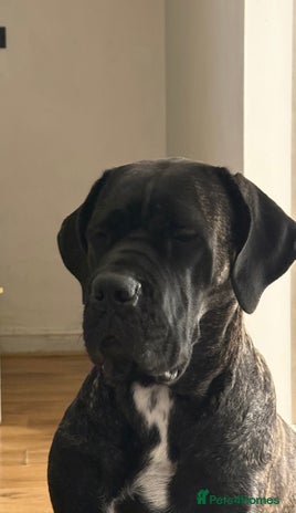 Cane Corso dogs - Advert 1