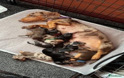 Dachshund dogs for sale: Tweenie dachshund puppies  - Image 11